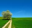 images/google/LesRacinesDuDestin_Chemin.jpg